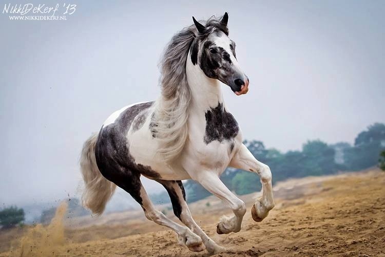 pinto horse for sale